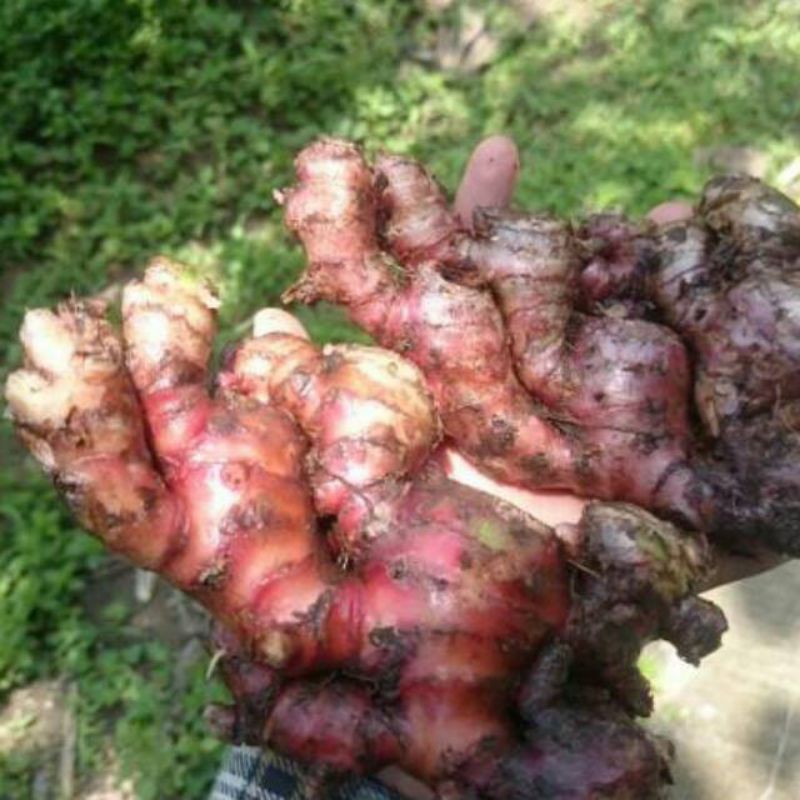 bibit jahe merah unggul