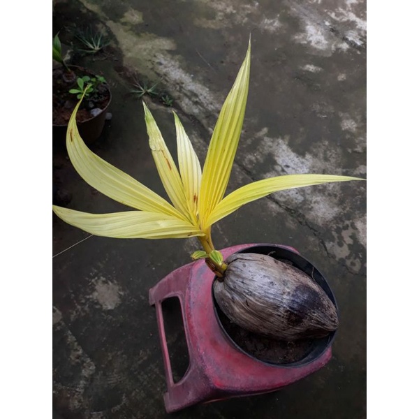 kelapa albino