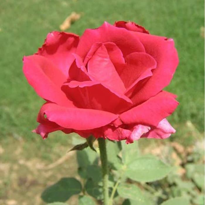 Bibt Bunga Mawar Tanpa Duri