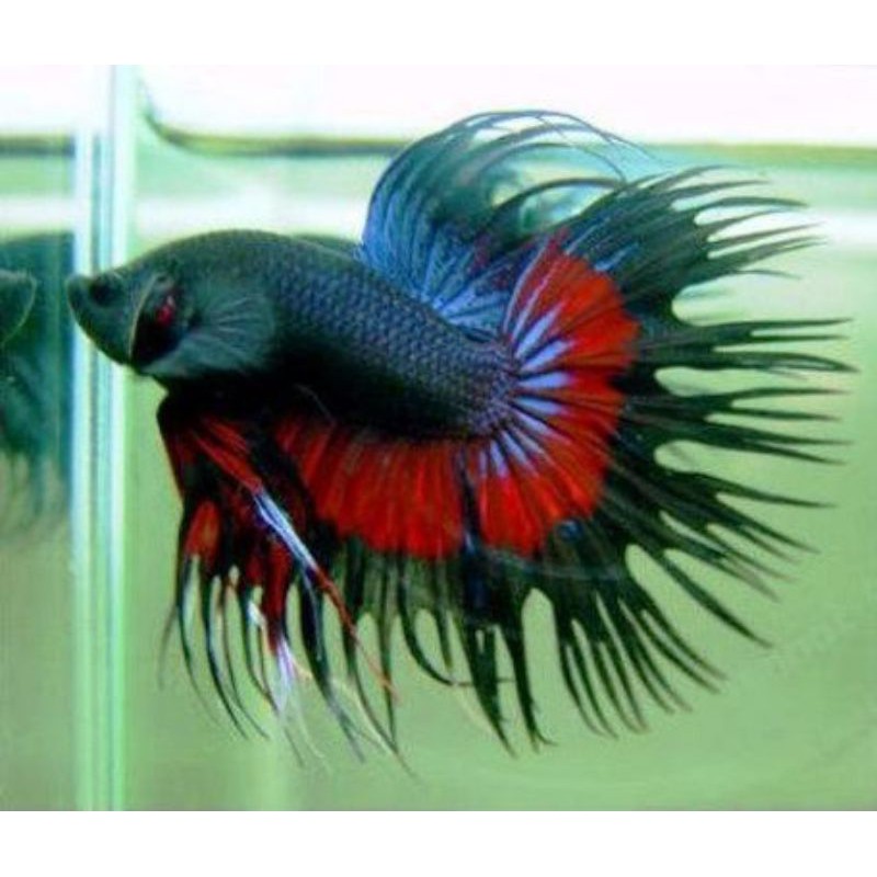 ikan cupang serit crowntail