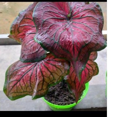 [TOP]KELADI TAMBUNA/caladium tambuna