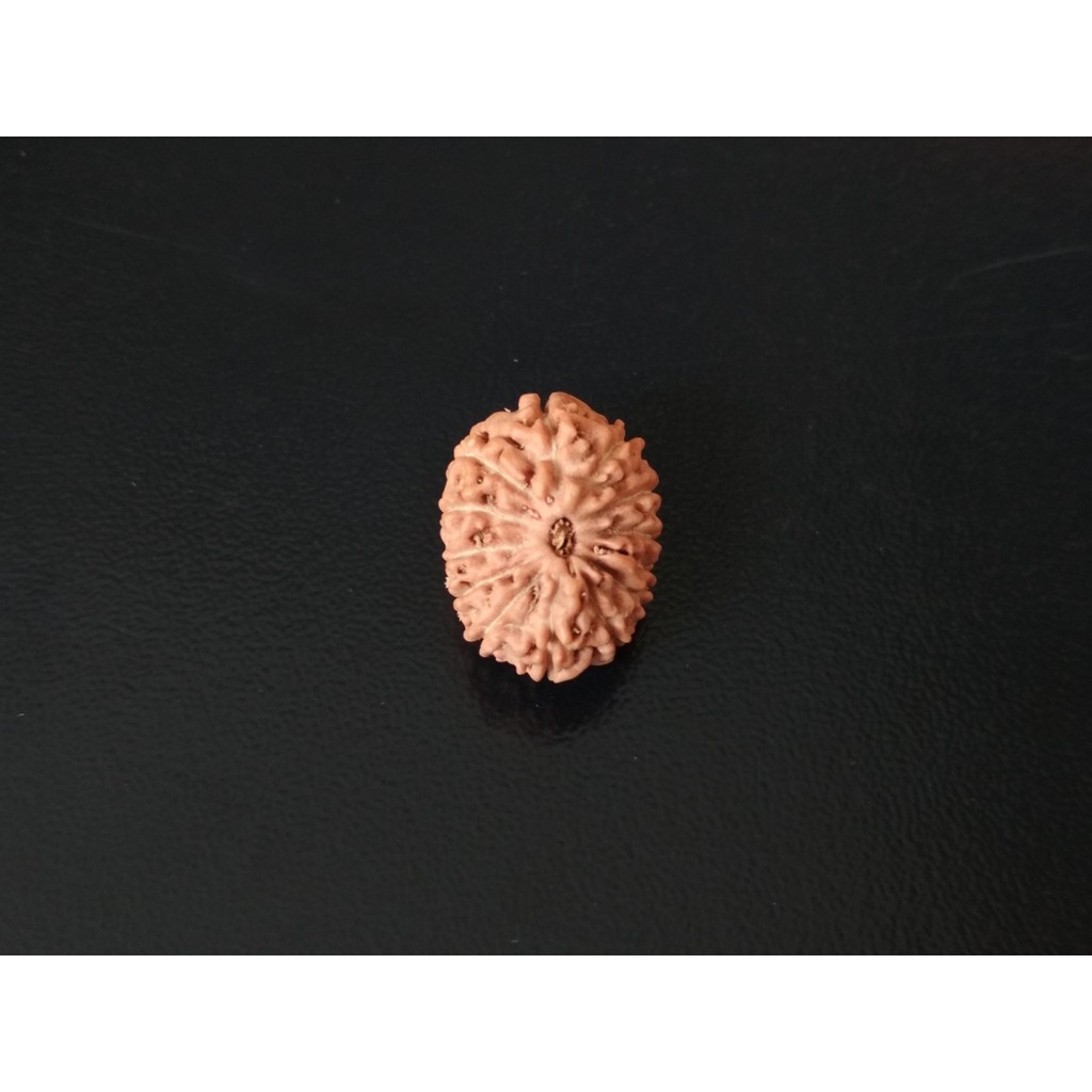 Jenitri Mukhi 13 D16.75x12.75 Liontin Genitri Rudraksha