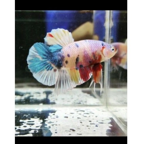 

Ikan Cupang Betta fish Multi yellow base Rainbow