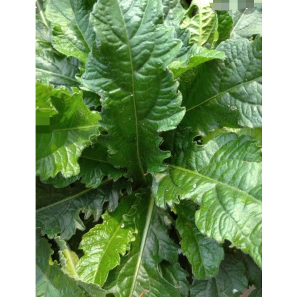 

daun tapak liman segar herbal