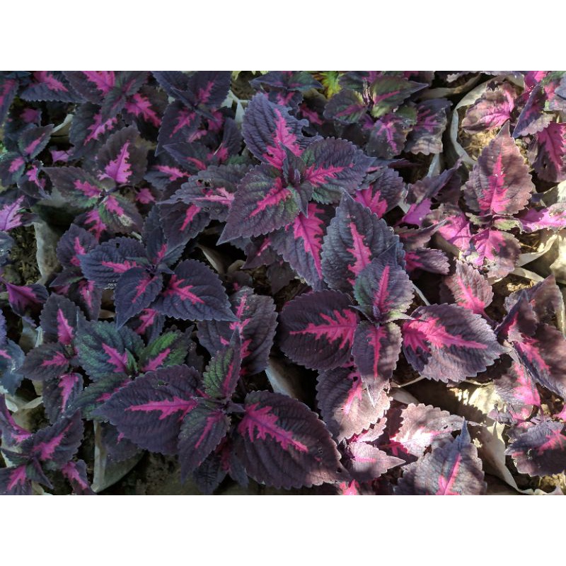 Tanaman Hias Miana lidah api (Coleus Solenostemon China Rose)