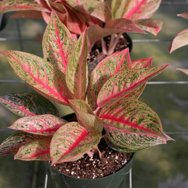 aglonema legacy merah