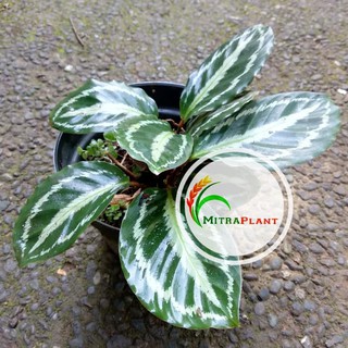  Tanaman  Hias  Daun  Calathea Black Lipstik Bibit Pohon 