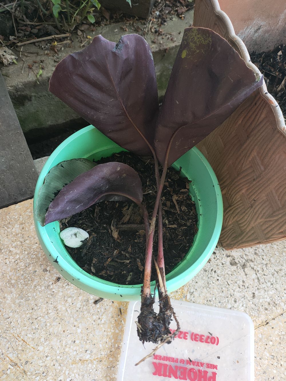 Tanaman Hias Calathea Marion