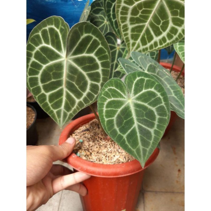 TANAMAN HIAS TARANTULA KUPING GAJAH ANTHURIUM