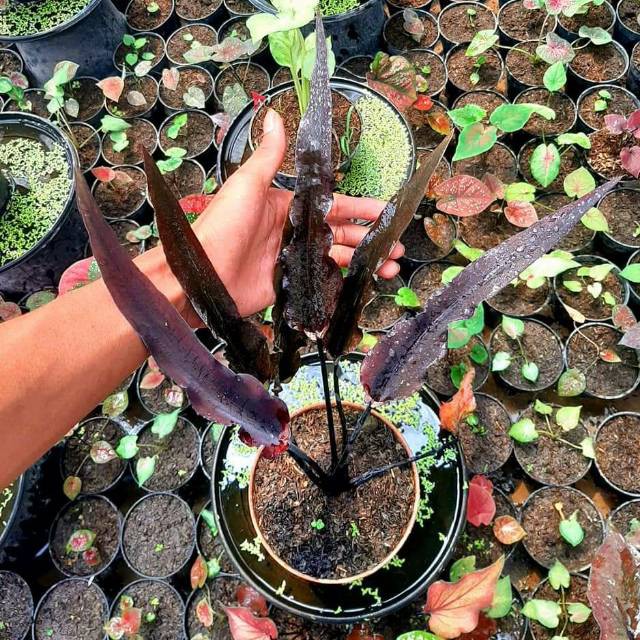 KELADI KERIS HITAM/KELADI MERAH/KELADI THAILAND/KELADI HITAM/KELADI WAYANG/KELADI BARET