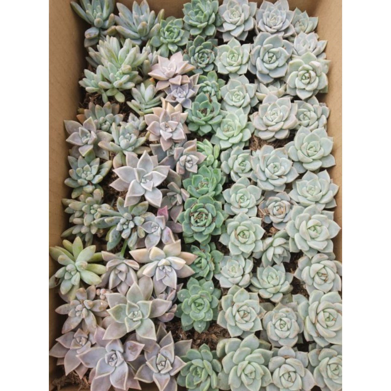 Kaktus Sukulen Cactus MINI Sucelent Kecil Dekorasi Ruangan Hiasan Kamar Tidur (TANAMAN SAJA) RANDOM