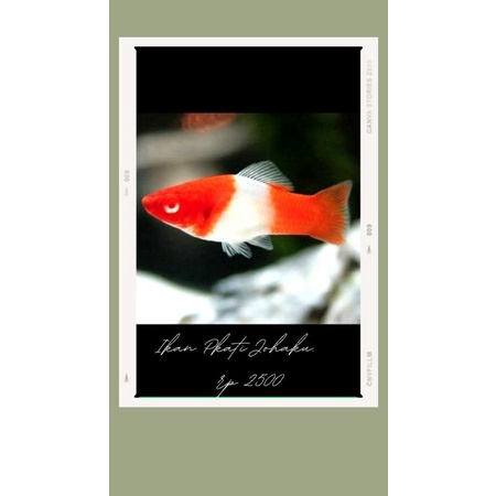 Ikan Platy Kohaku/Santa Clause