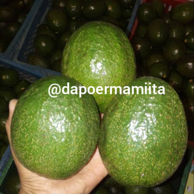 

ALPUKAT MENTEGA