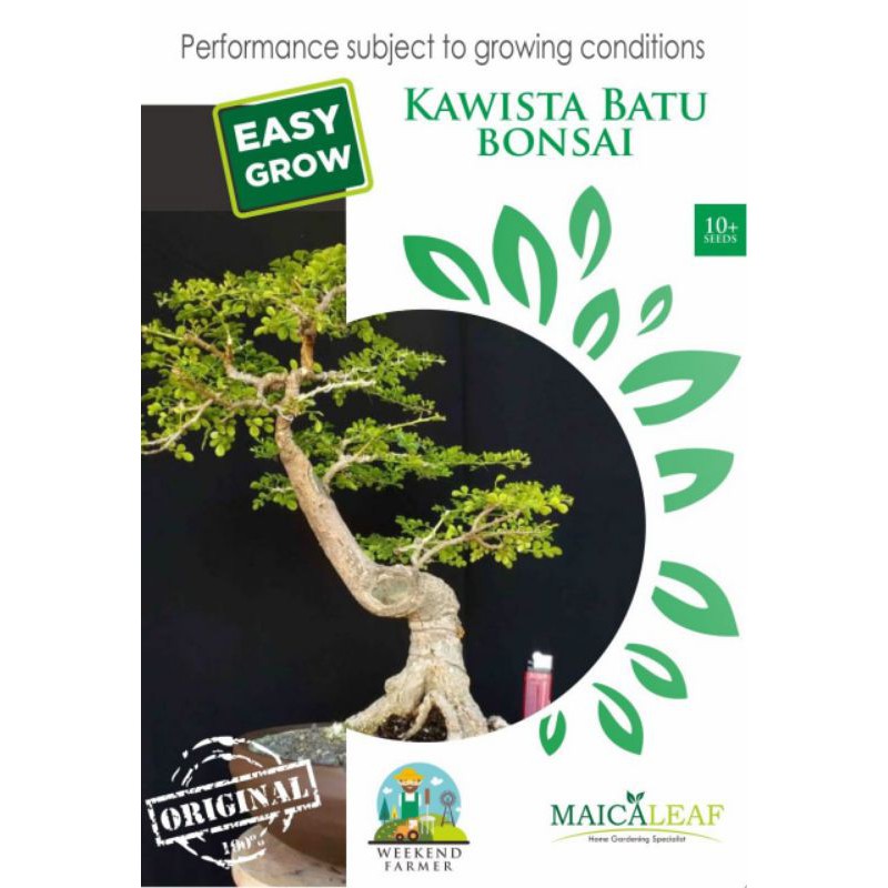 Kawista / Benih Bonsai / Kawista Seeds