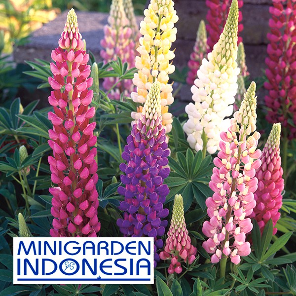 Benih Bunga LUPIN FESTIVAL MIXED 1 BIJI bibit bunga import f1 Mr.Fothergills