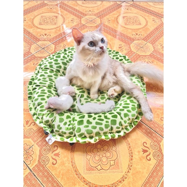 KASUR KUCING BANTAL KUCING ALAS BULU RASFUR SEMPATI ALAS TEMPAT TIDUR KUCING BANTAL KUCING ANJING KELINCI SUGAR GLIDER MONYET