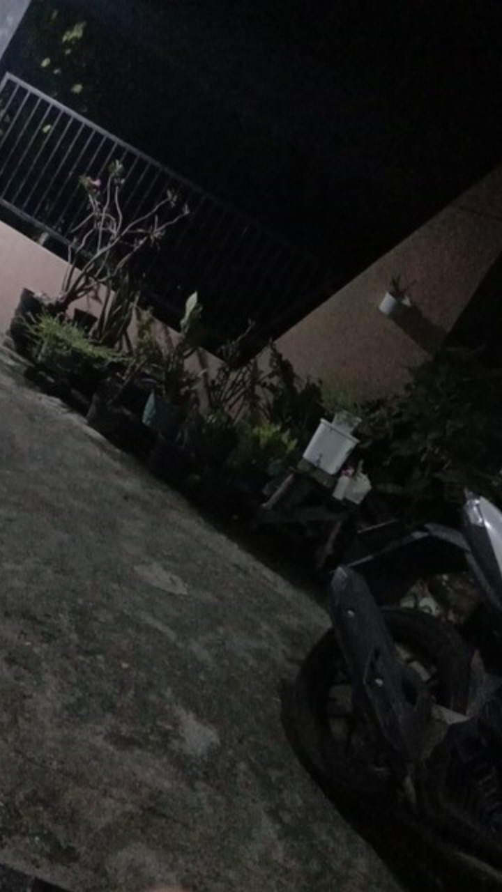 Tanaman Donkey Tail/air Mata Ibu.