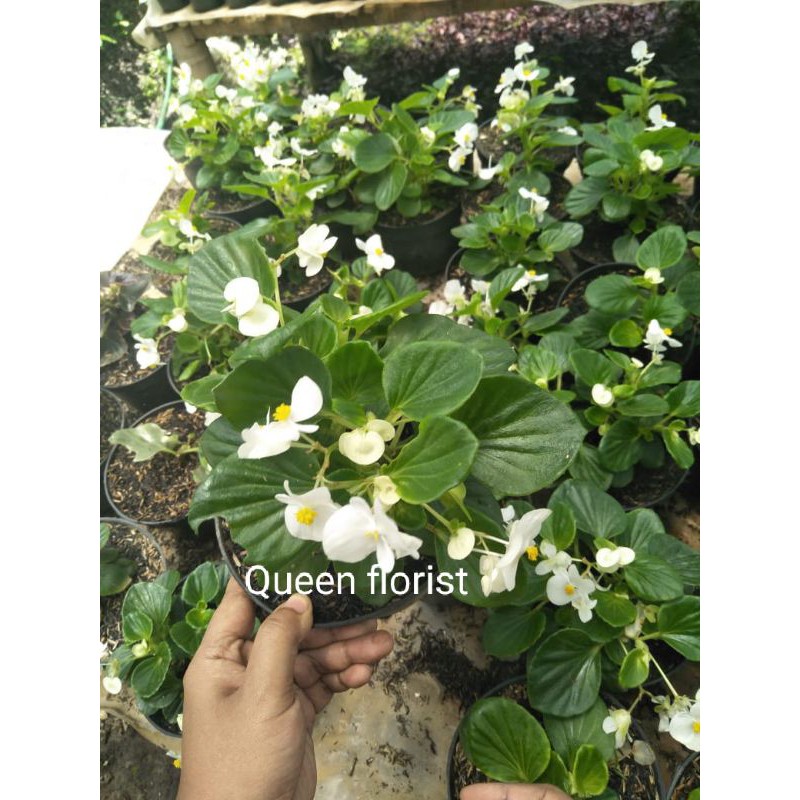 Tanaman hias Begonia Semperflorens(Begonia Bali)