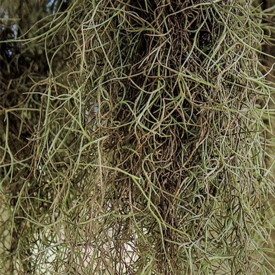 Tillandsia Jenggot Nabi Spanish Moss Tanaman Udara 25cm lebih