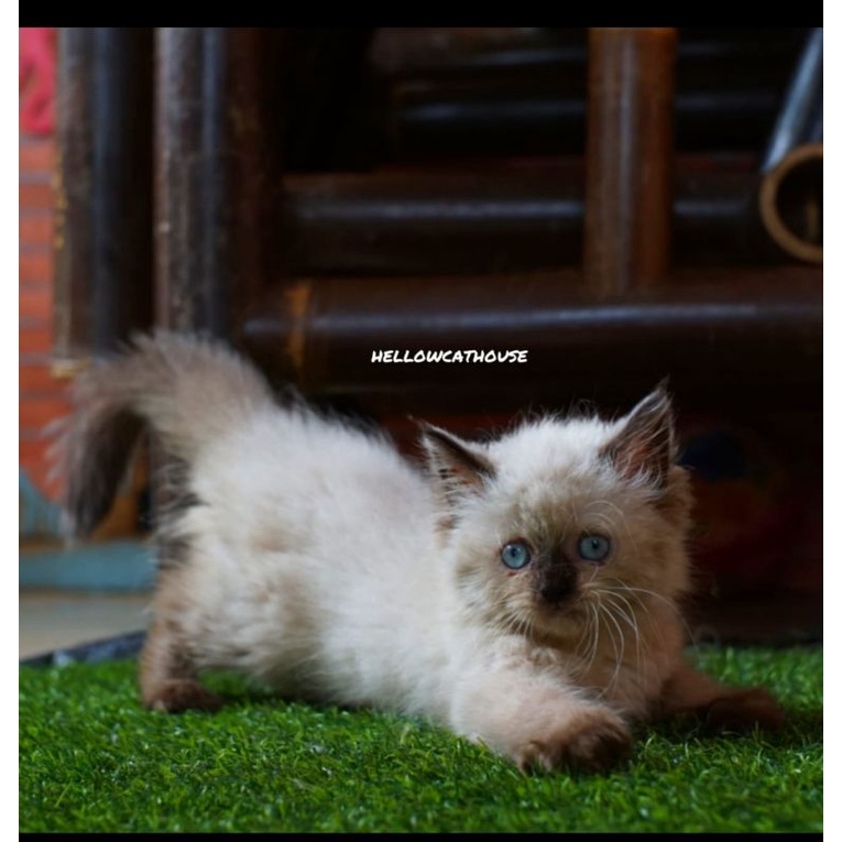 kucing ragdoll kitten ragdoll seal colorpoint betina