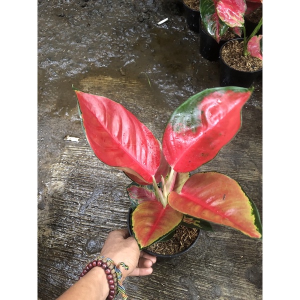 aglonema suksom batik