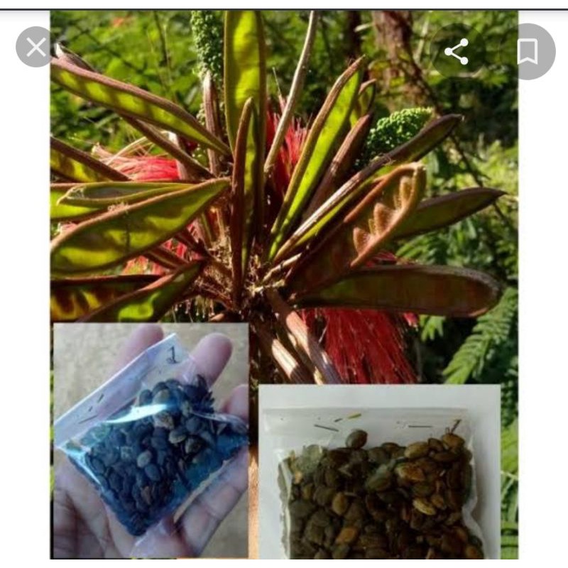 Benih Kaliandra Pagoda