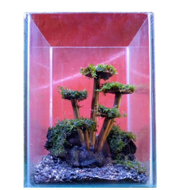 set aquascape mini bonsai jamur aquarium + soliter akrilik 17x12x11cm