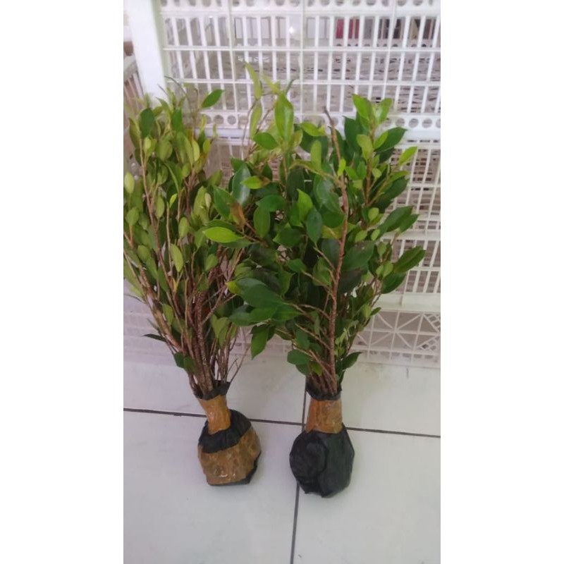 kimeng paketan 12 pohon