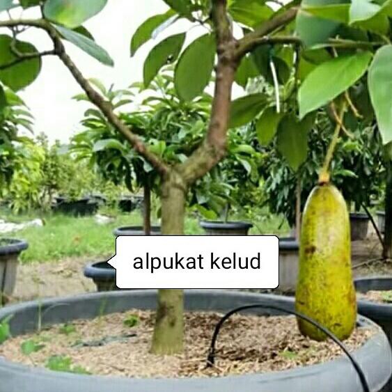 TERLARIS Bibit alpukat Kelud/Subang buah super jumbo