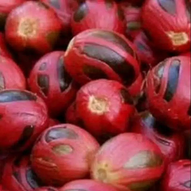 Benih-Biji pala siap Semai