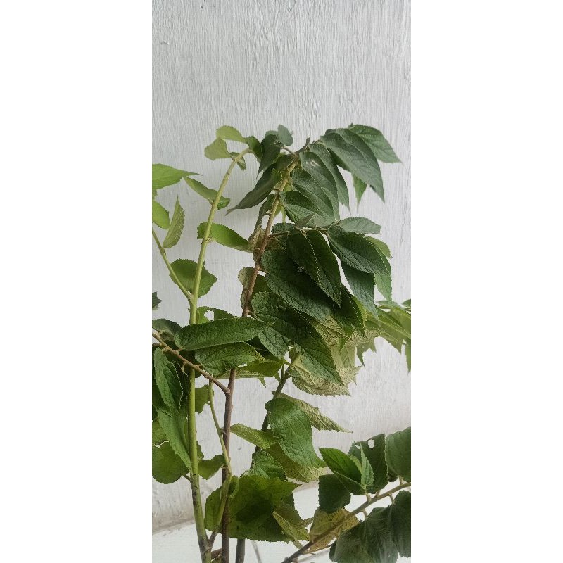 

100 lembar Daun Seri / Kersen / Talok / Ceri Segar dipetik dari pohon langsung