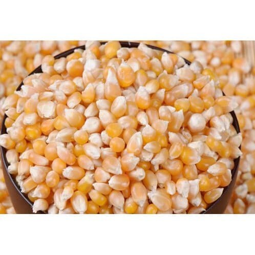 

Q12 Biji Jagung Usa 1Kg / Mennel Popcorn Big Ball Mushroom / Biji Popcorn Dw51qs