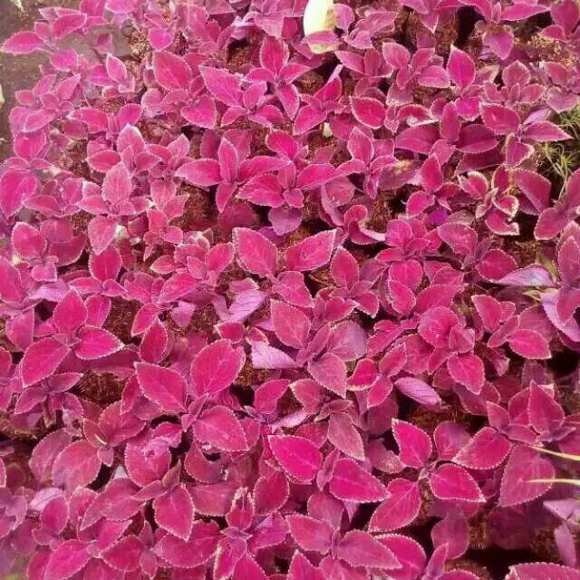 Tanaman hias jawer kotok