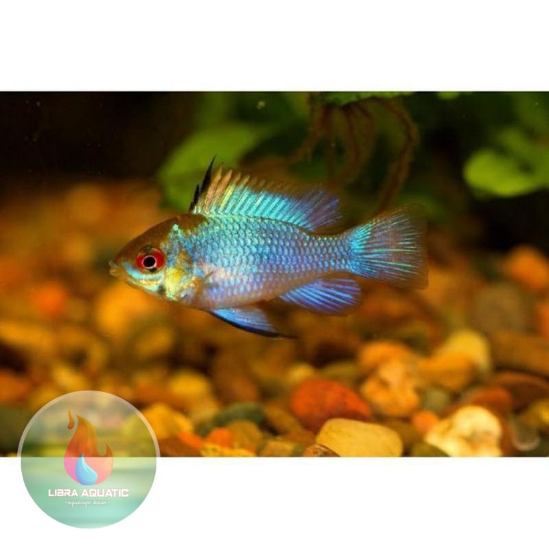 ikan blue electric size m