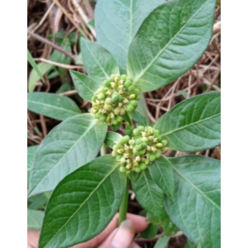 

jual daun senna press 500 gram segar