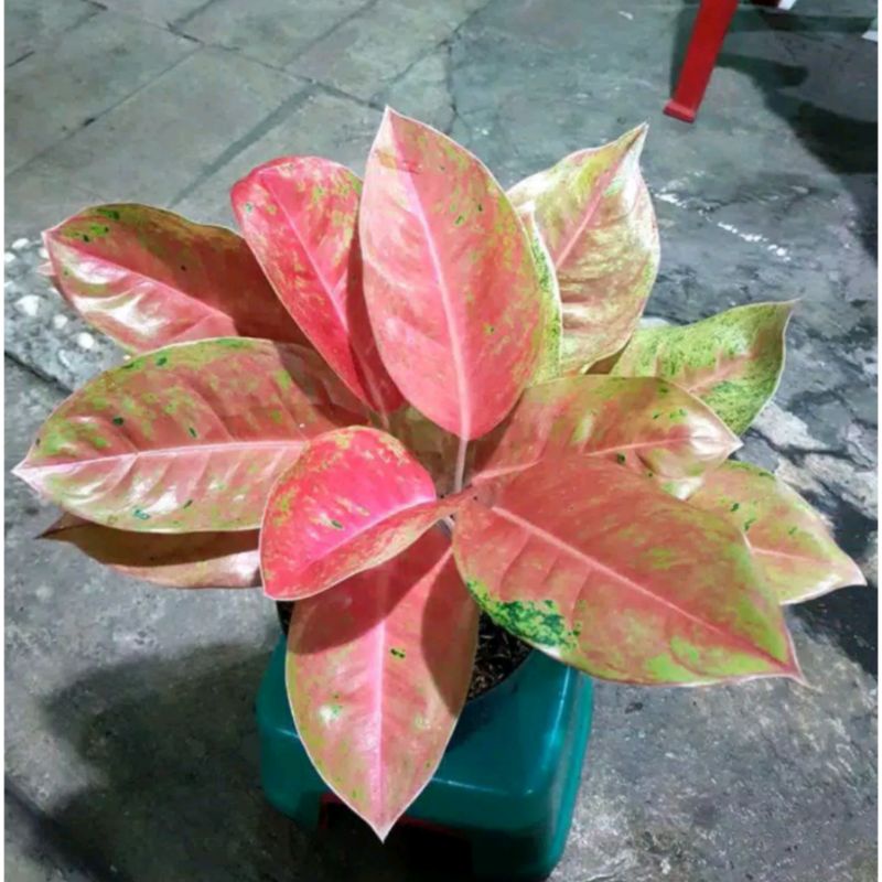 (COD√)AGLONEMA BIGROY MUTASI || Aglonema Bigroy Mutasi menor