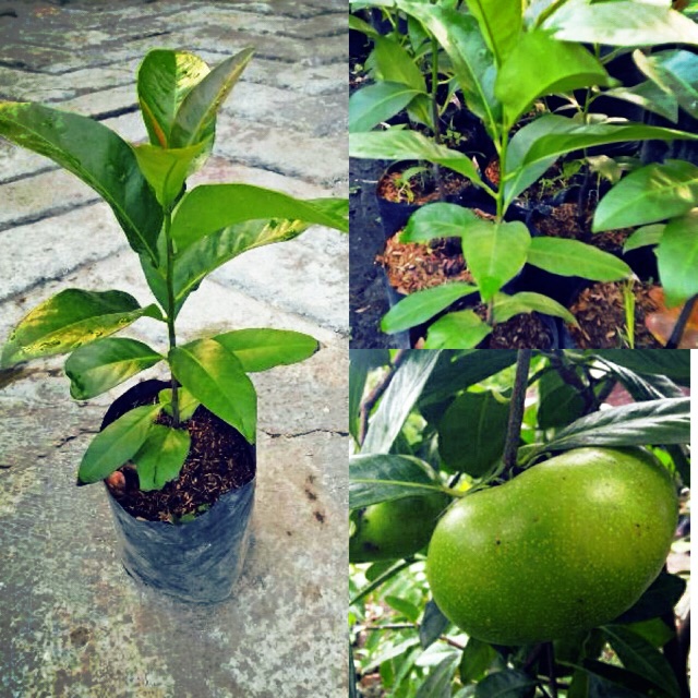 Bibit buah black sapote jumbo