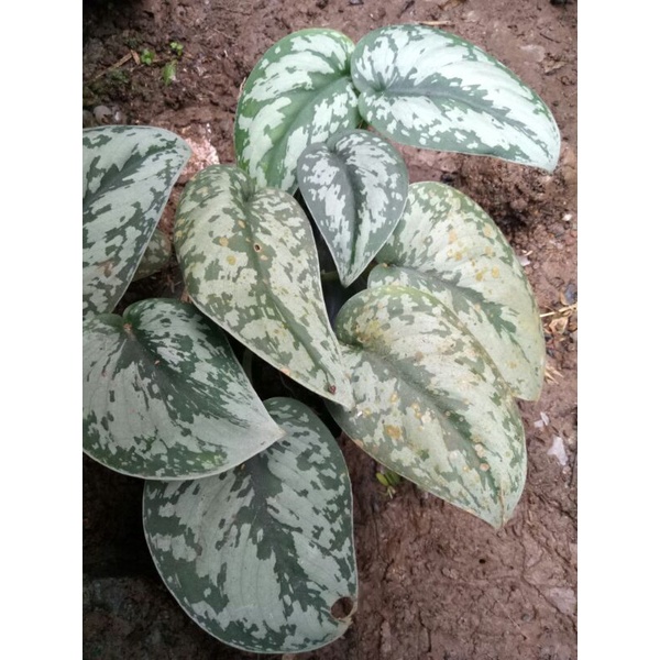Scindapsus Pictus Siam Silver Exotica