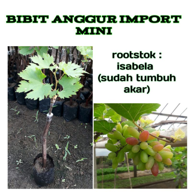 cutting grafting anggur import sprut besar