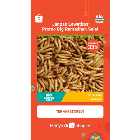 Ulat Hongkong fresh 100gram ulat Hongkong hidup