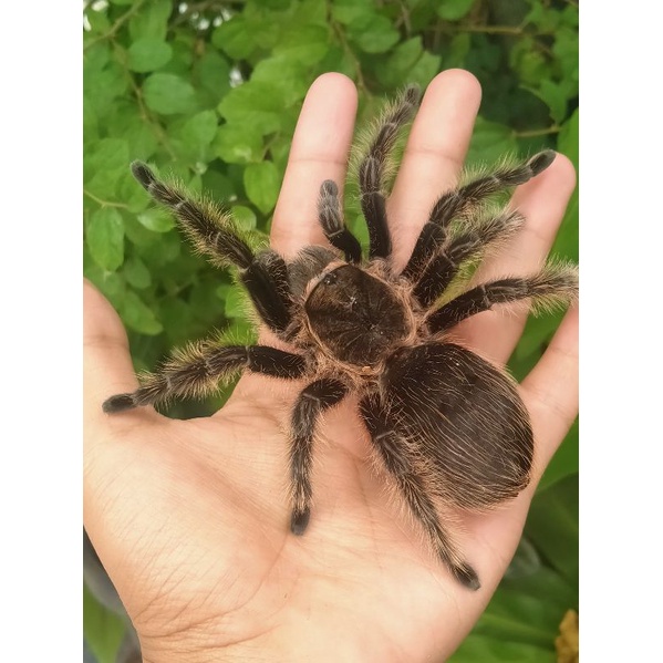 tarantula brachypelma albopilosum