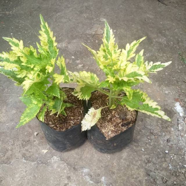 miana variegata hijau - tanaman miana variegata - miana hijau kuning