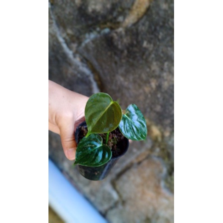 philodendron Lupinum