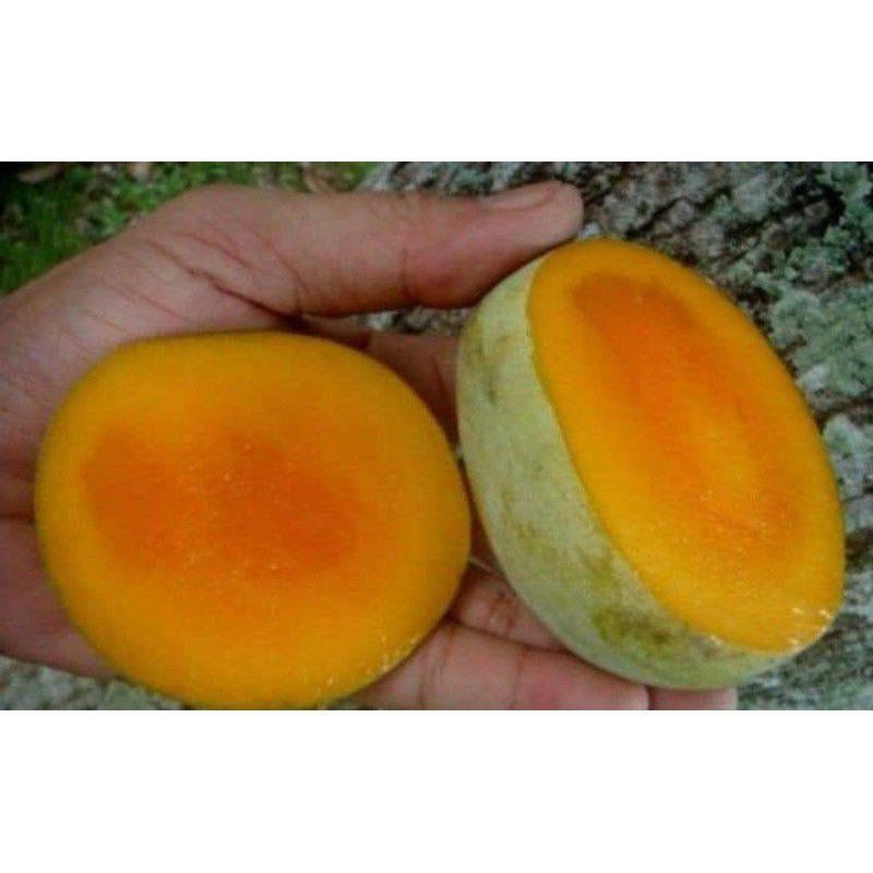 bibit mangga kweni