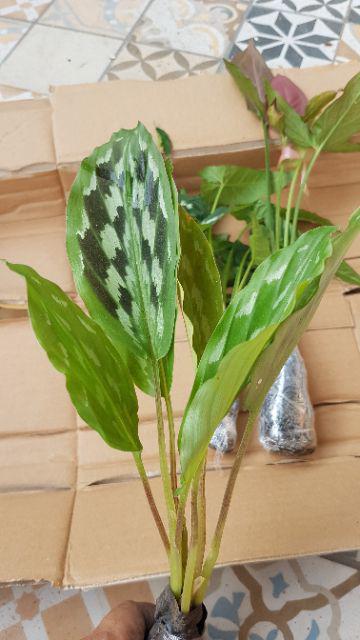 Tanaman Hias Calathea Merak/meranti Kencur