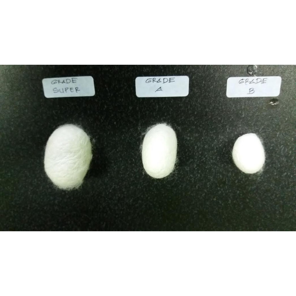 Kepompong Ulat Sutra / Kepompong Ulat Sutera / Grade Super / Grade Premium