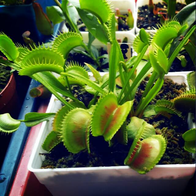 VFT Dark Red