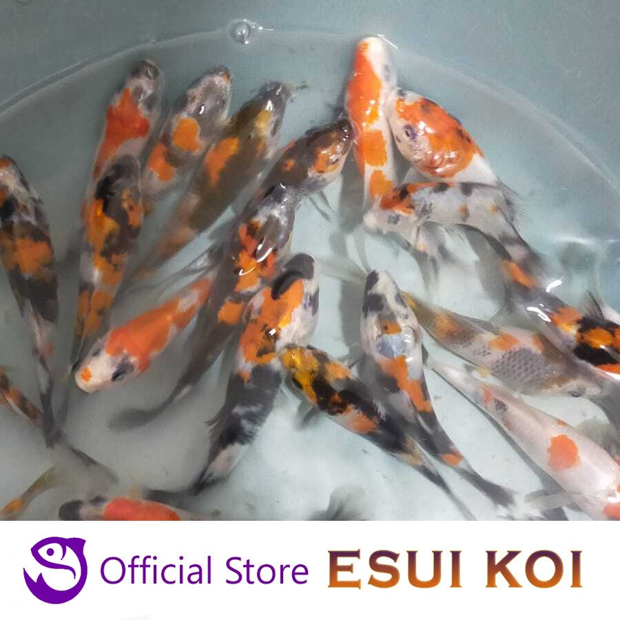 Ikan Koi F1 Import Showa Premium / Top grade (Esui Koi)