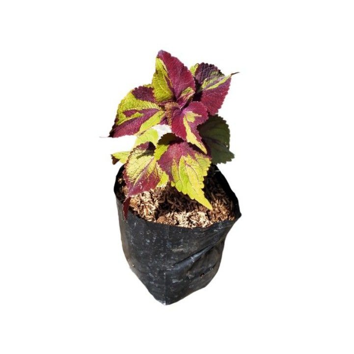 Tanaman hias miana premium