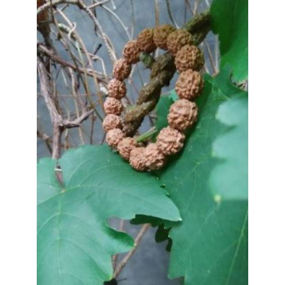 GELANG JENITRI MUKHI 5